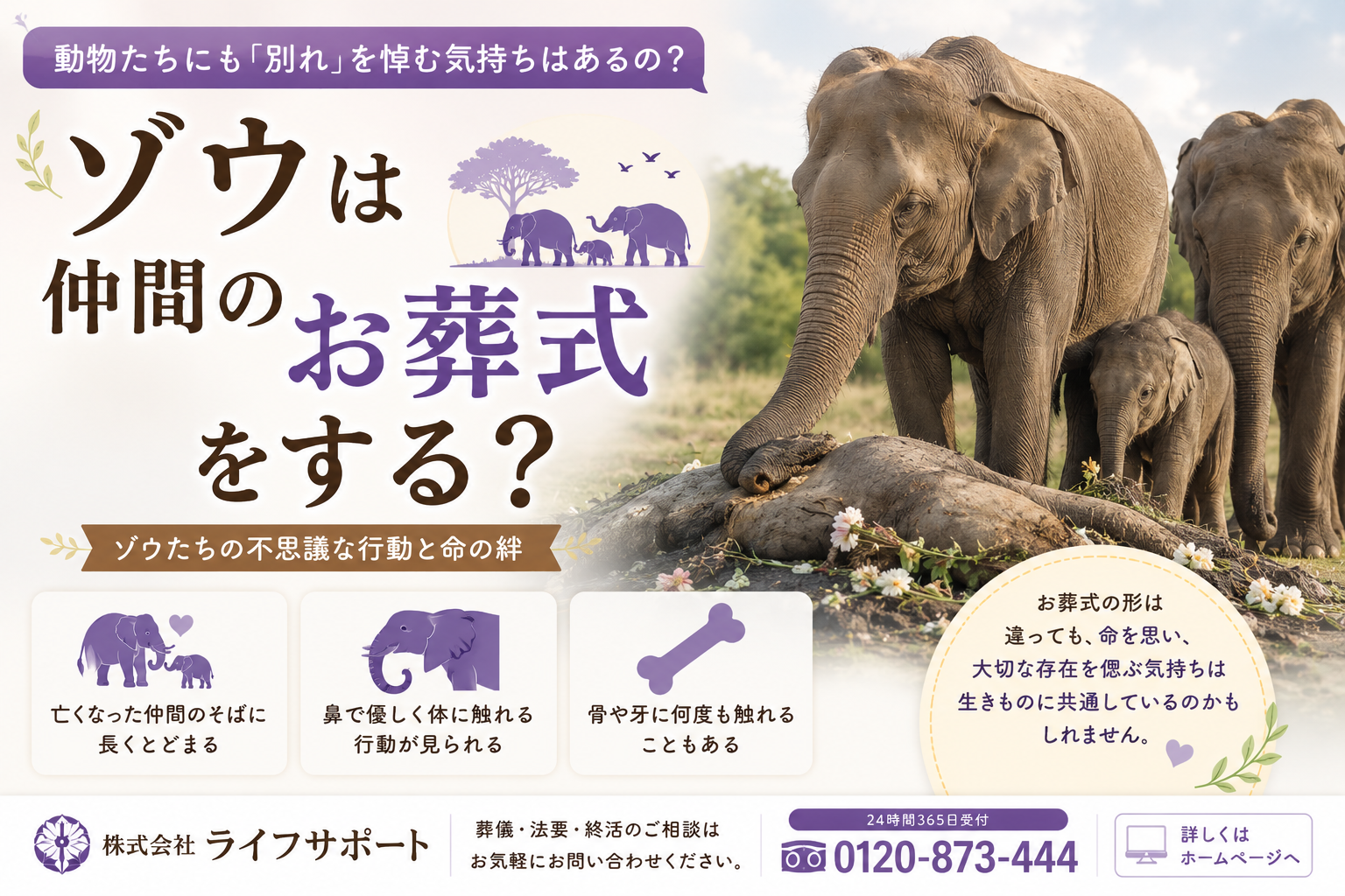 ゾウは仲間のお葬式をするのかをわかりやすく解説したアイキャッチ画像 ゾウの不思議な行動や命の絆について紹介