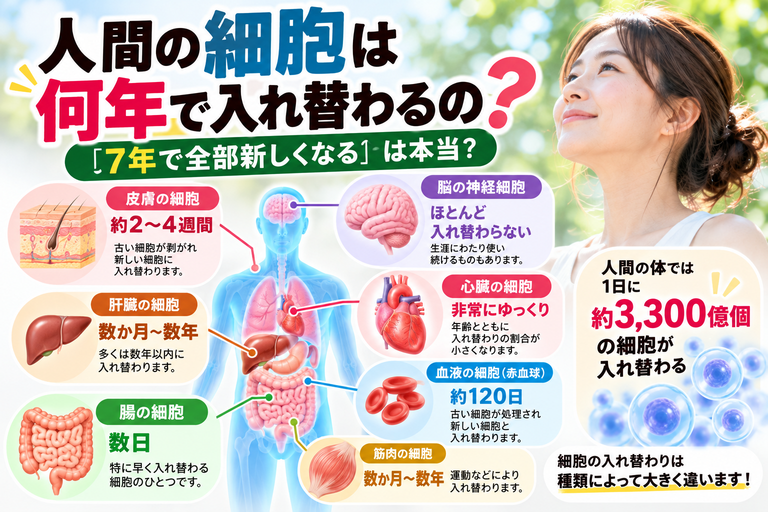 人間の細胞は何年で入れ替わるの？皮膚・腸・血液・肝臓・心臓・脳の細胞の寿命と入れ替わる周期を解説したアイキャッチ画像